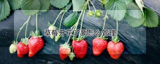 草莓开花了要怎么管理,第1图