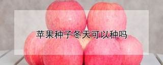 苹果种子冬天可以种吗,第1图