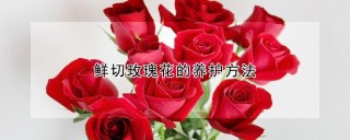 鲜切玫瑰花的养护方法,第1图