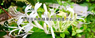 金银花和断肠草的区别是什么,第1图