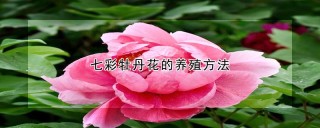 七彩牡丹花的养殖方法,第1图