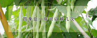 四季豆一年可以种几次,第1图