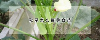 秋葵怎么催芽育苗,第1图