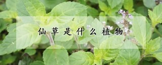 仙草是什么植物,第1图