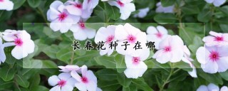 长春花种子在哪,第1图