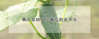 黄瓜苗结了小黄瓜但长不大,第1图