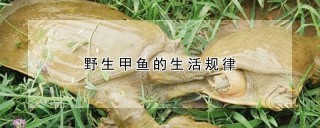 野生甲鱼的生活规律,第1图