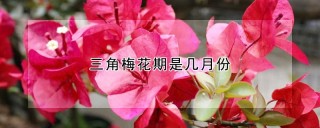 三角梅花期是几月份,第1图