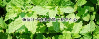 薄荷叶子边缘发黑干枯怎么办,第1图