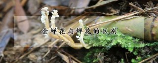 金蝉花与蝉花的区别,第1图