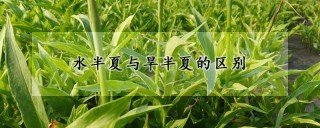 水半夏与旱半夏的区别,第1图