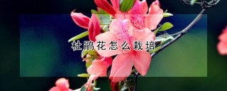 杜鹃花怎么栽培,第1图