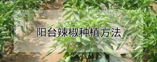 阳台辣椒种植方法,第1图