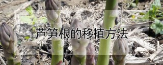 芦笋根的移植方法,第1图