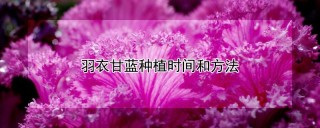 羽衣甘蓝种植时间和方法,第1图