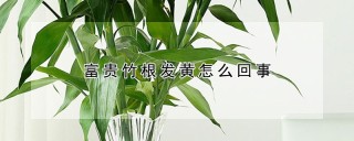 富贵竹根发黄怎么回事,第1图