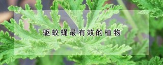 驱蚊蝇最有效的植物,第1图