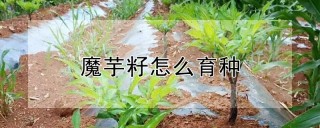 魔芋籽怎么育种,第1图