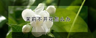 茉莉不开花怎么办,第1图