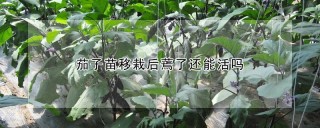 茄子苗移栽后蔫了还能活吗,第1图