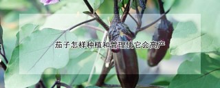 茄子怎样种植和管理使它会高产,第1图