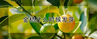 金桔什么时候发芽,第1图