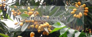 怎样控制枇杷树长高,第1图