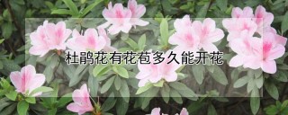 杜鹃花有花苞多久能开花,第1图