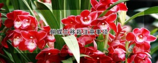 蝴蝶兰移栽注意事项,第1图