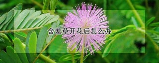 含羞草开花后怎么办,第1图