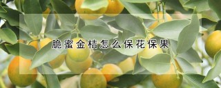 脆蜜金桔怎么保花保果,第1图