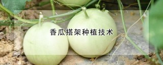 香瓜搭架种植技术,第1图