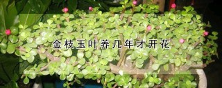 金枝玉叶养几年才开花,第1图