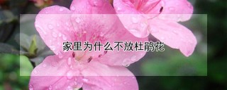 家里为什么不放杜鹃花,第1图