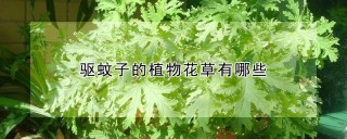 驱蚊子的植物花草有哪些,第1图