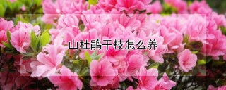 山杜鹃干枝怎么养,第1图