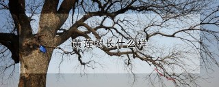 黄莲树长什么样,第1图