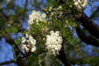 洋槐花有毒吗，全株都不存在任何毒性,第1图