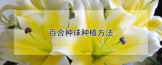 百合种球种植方法,第1图