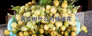 黄皮树什么时候催花,第1图