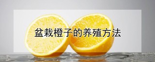 盆栽橙子的养殖方法,第1图