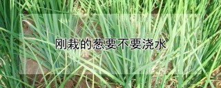 刚栽的葱要不要浇水,第1图