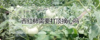 西红柿需要打顶摘心吗,第1图