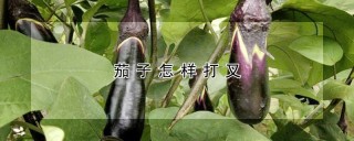 茄子怎样打叉,第1图