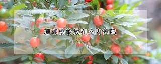 珊瑚樱能放在室内养吗,第1图