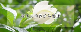 栀子花的养护与管理,第1图