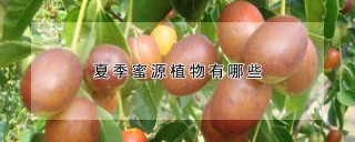 夏季蜜源植物有哪些,第1图