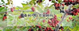 桑树可以在家种吗?,第1图