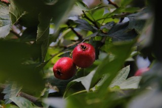 山楂树的花是什么样子的,第2图