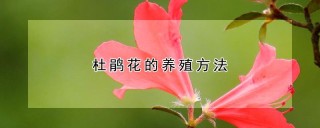 杜鹃花的养殖方法,第1图